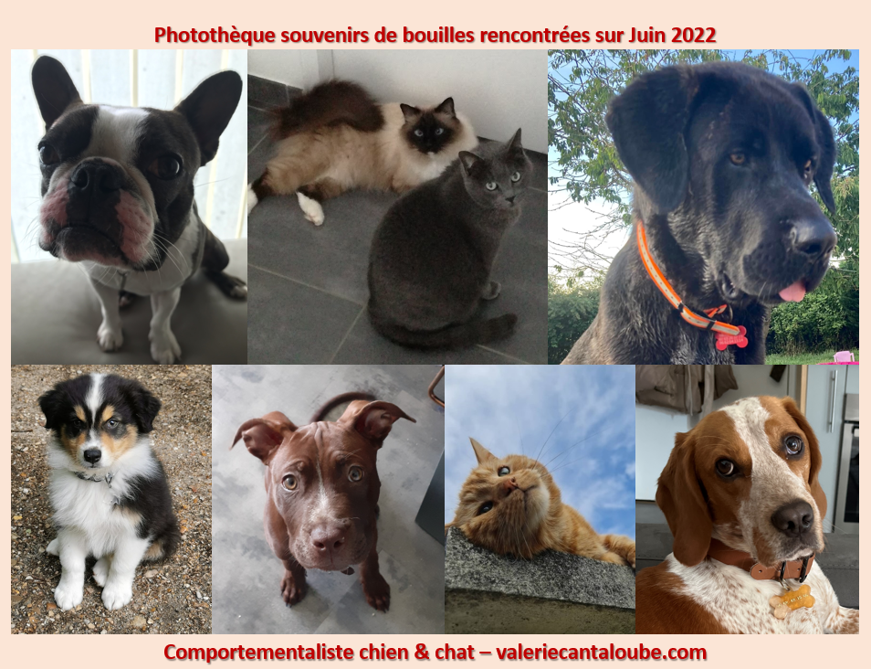 Reflexion sur les lois de l'universalité et nos relations avec les animaux de compagnie