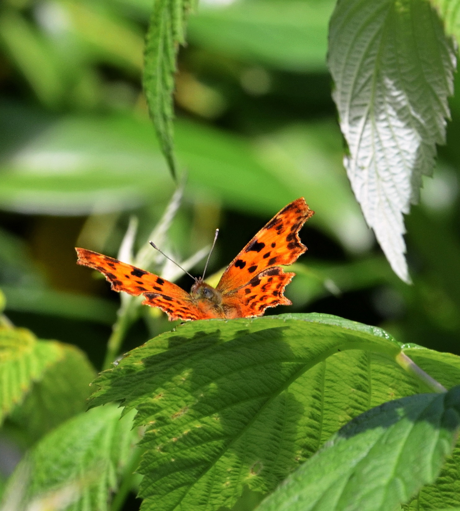 Papillon-Robert-le-Diable-02-web