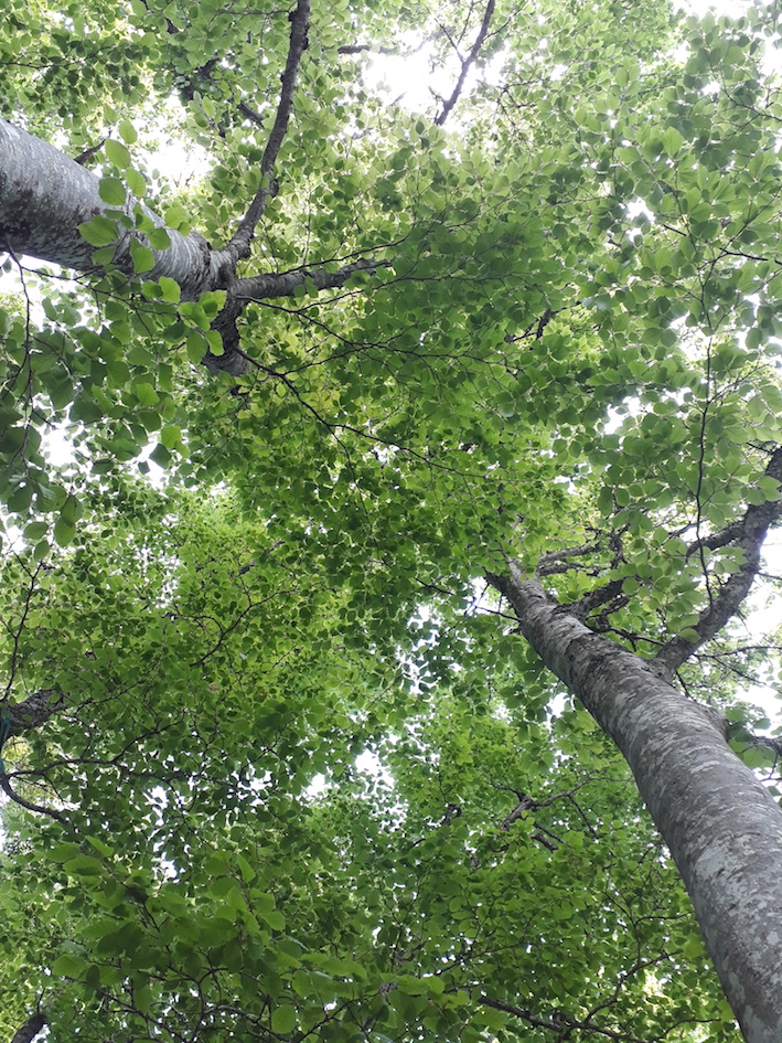 Arbres-cabane
