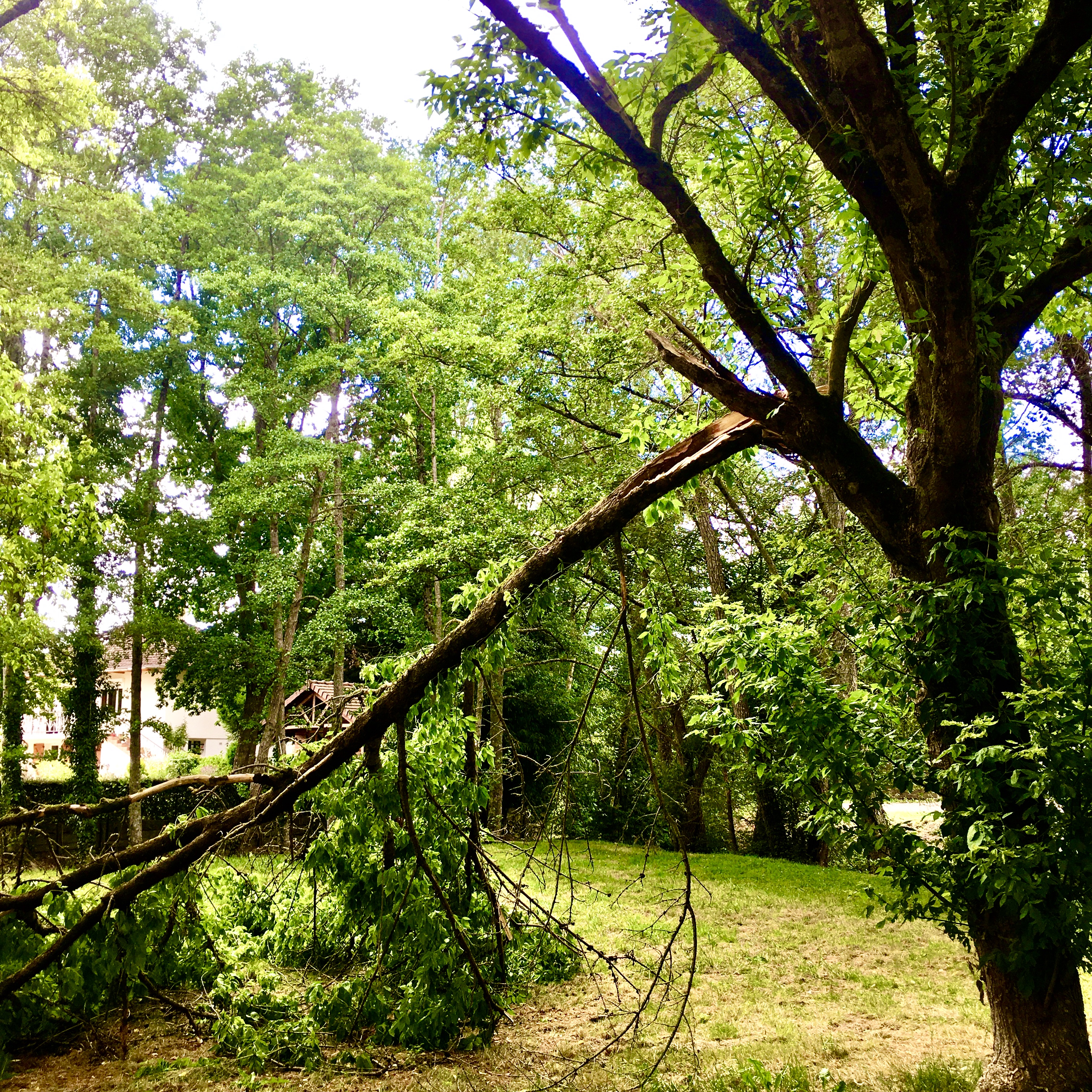L'Orage et l'Arbre Blessé