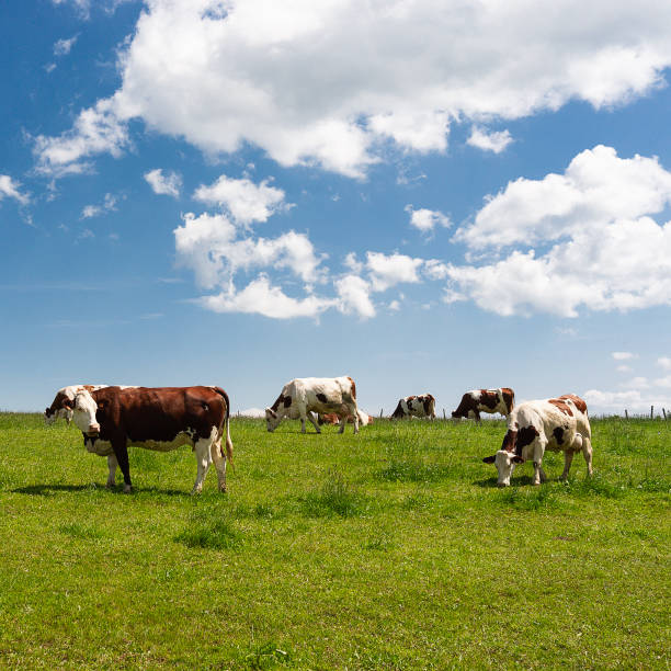 Cows picture id1133337387