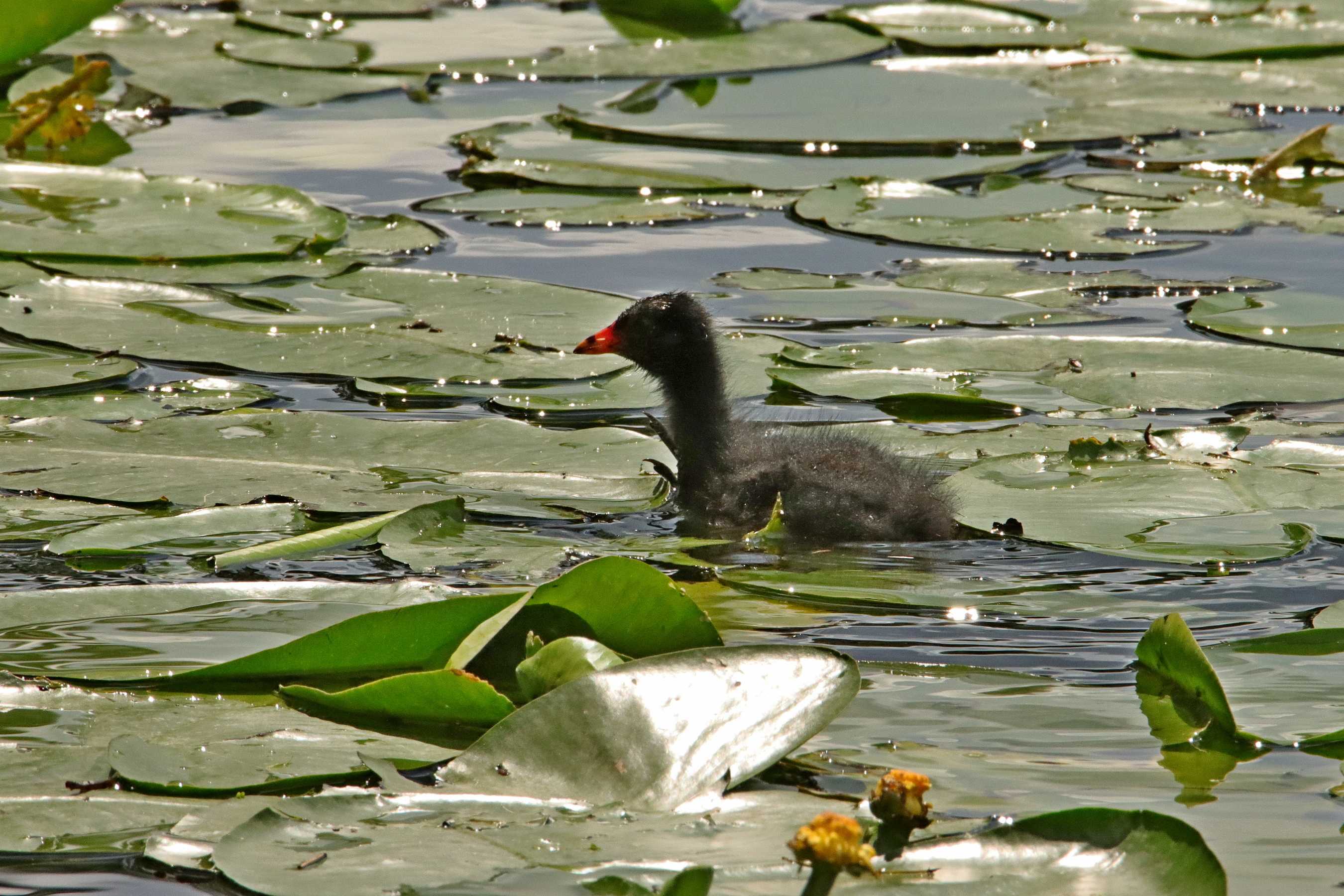 Foulque macroule juvenile port mort 2022 06 27 3604f