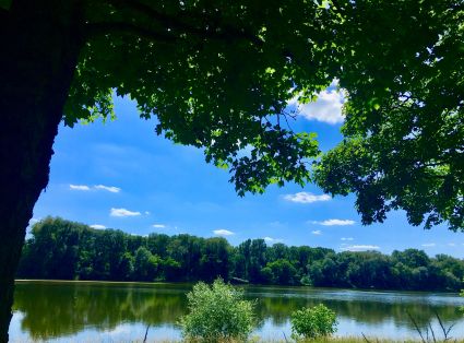 Savez-vous écouter le Jazz des Arbres ?