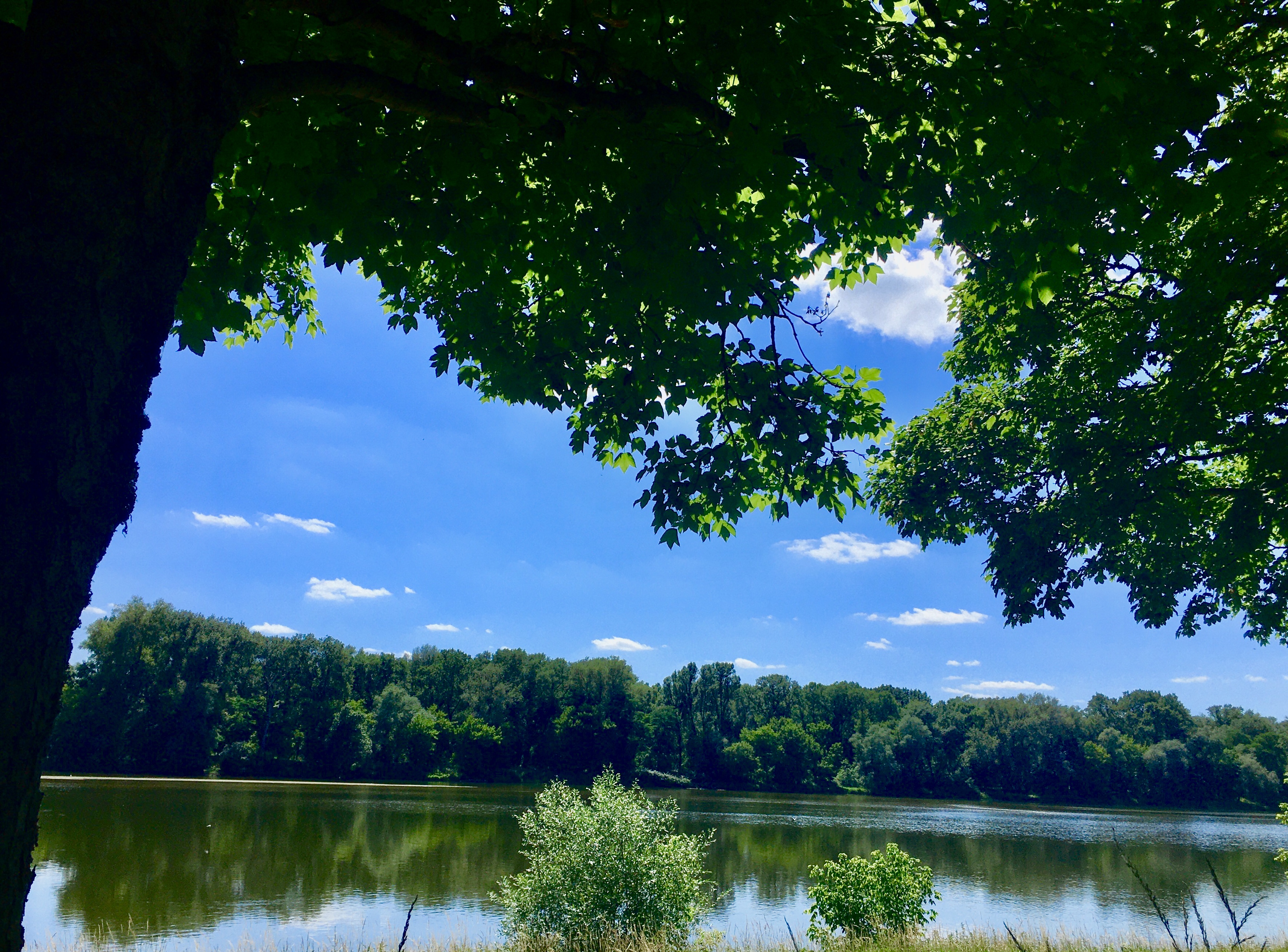 Savez-vous écouter le Jazz des Arbres ?
