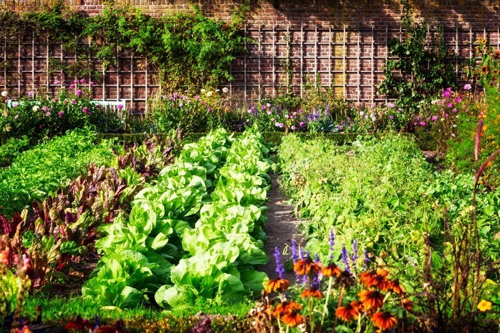 Joli-jardin-en-permaculture-legumes-et-fleurs-1