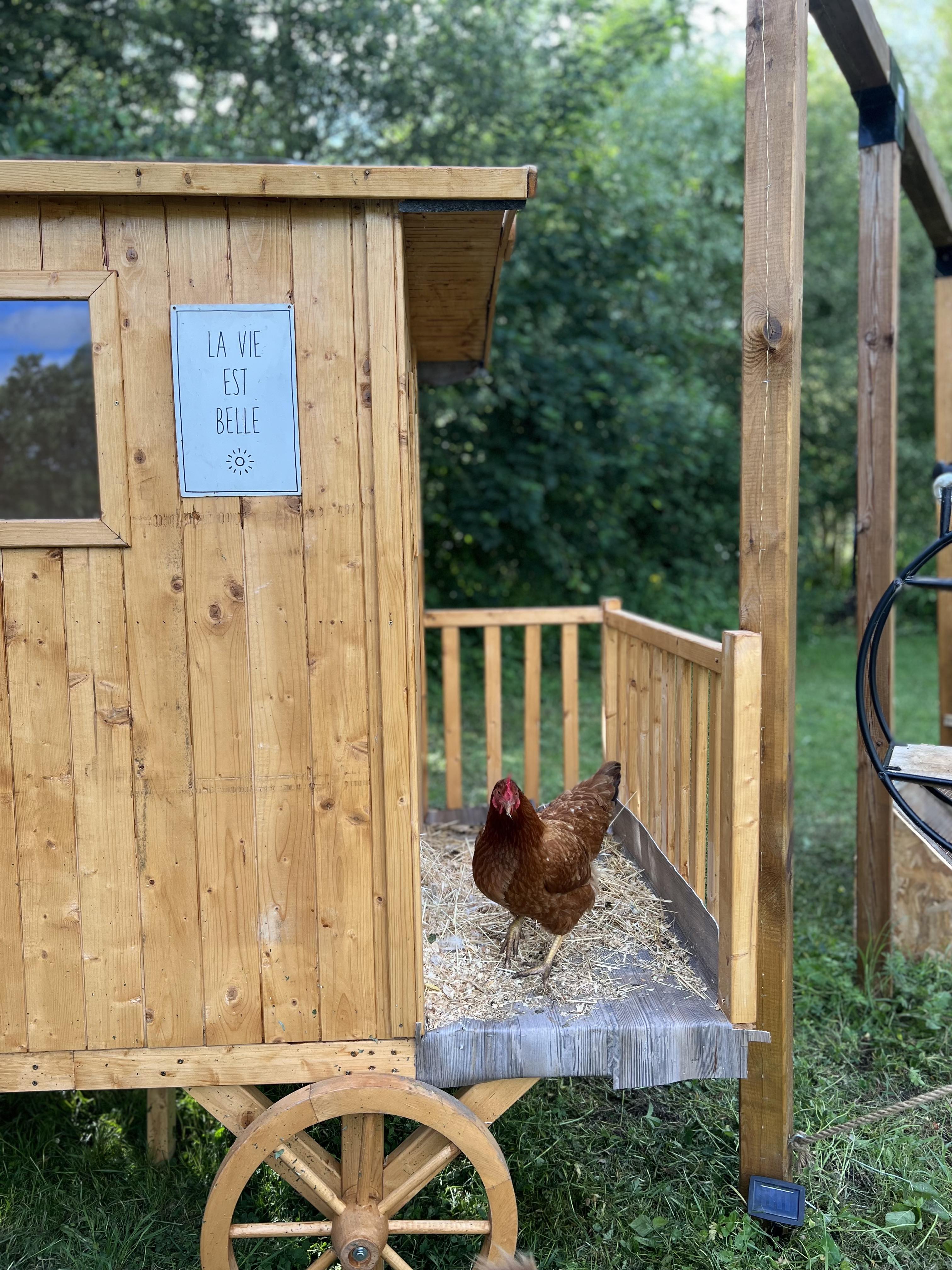 Producteur eat poules