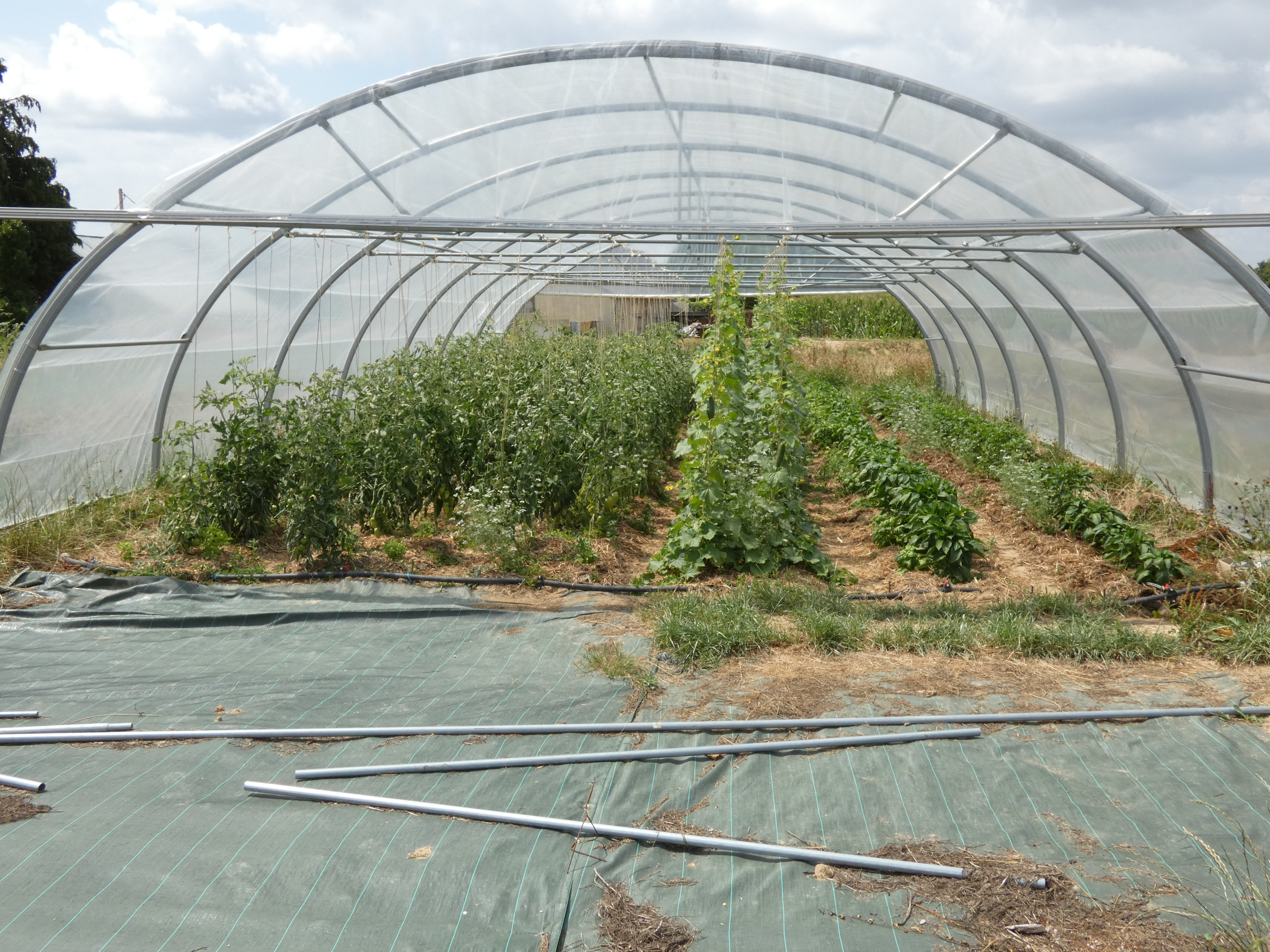 Serre production