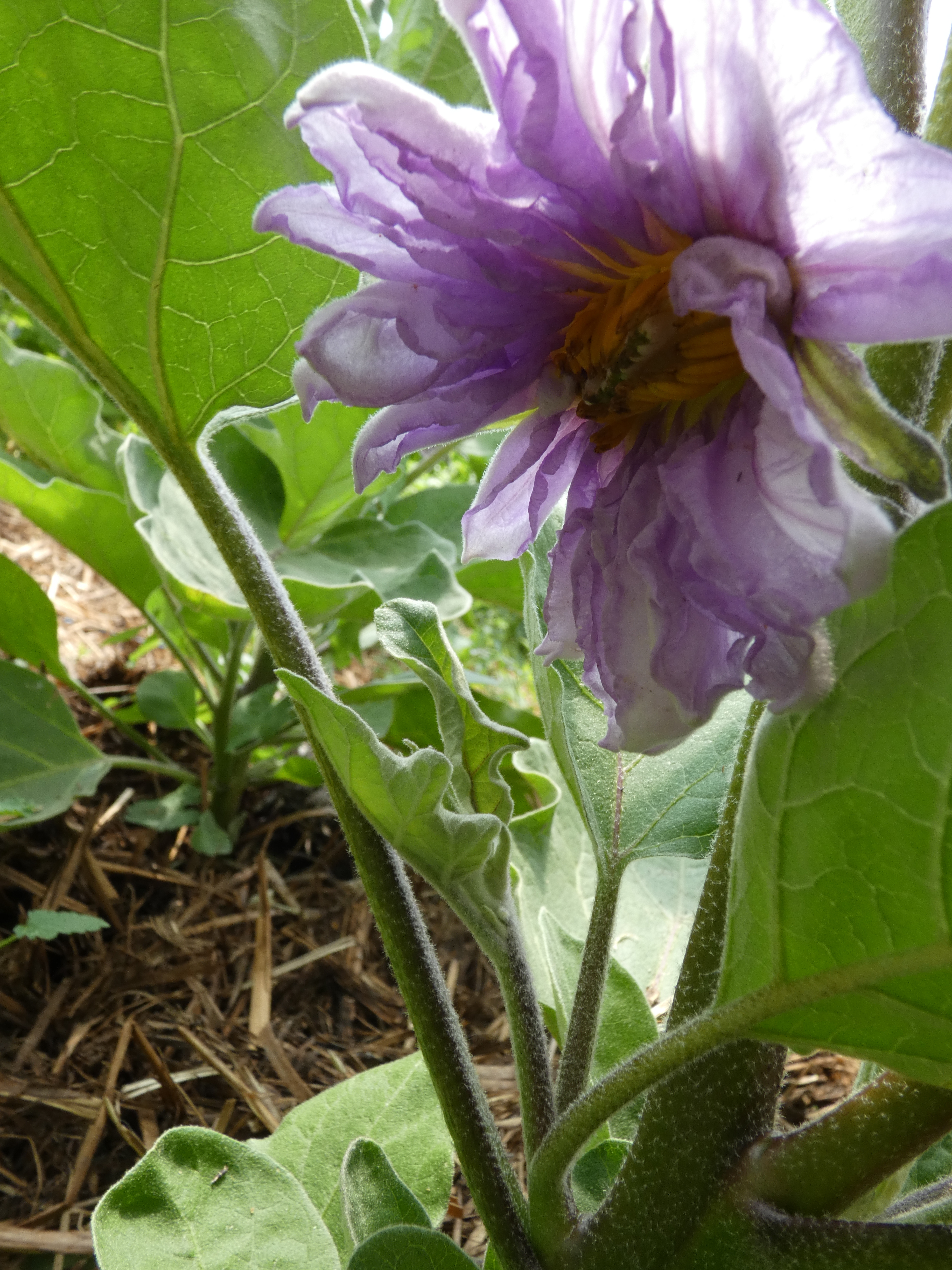 P1010806