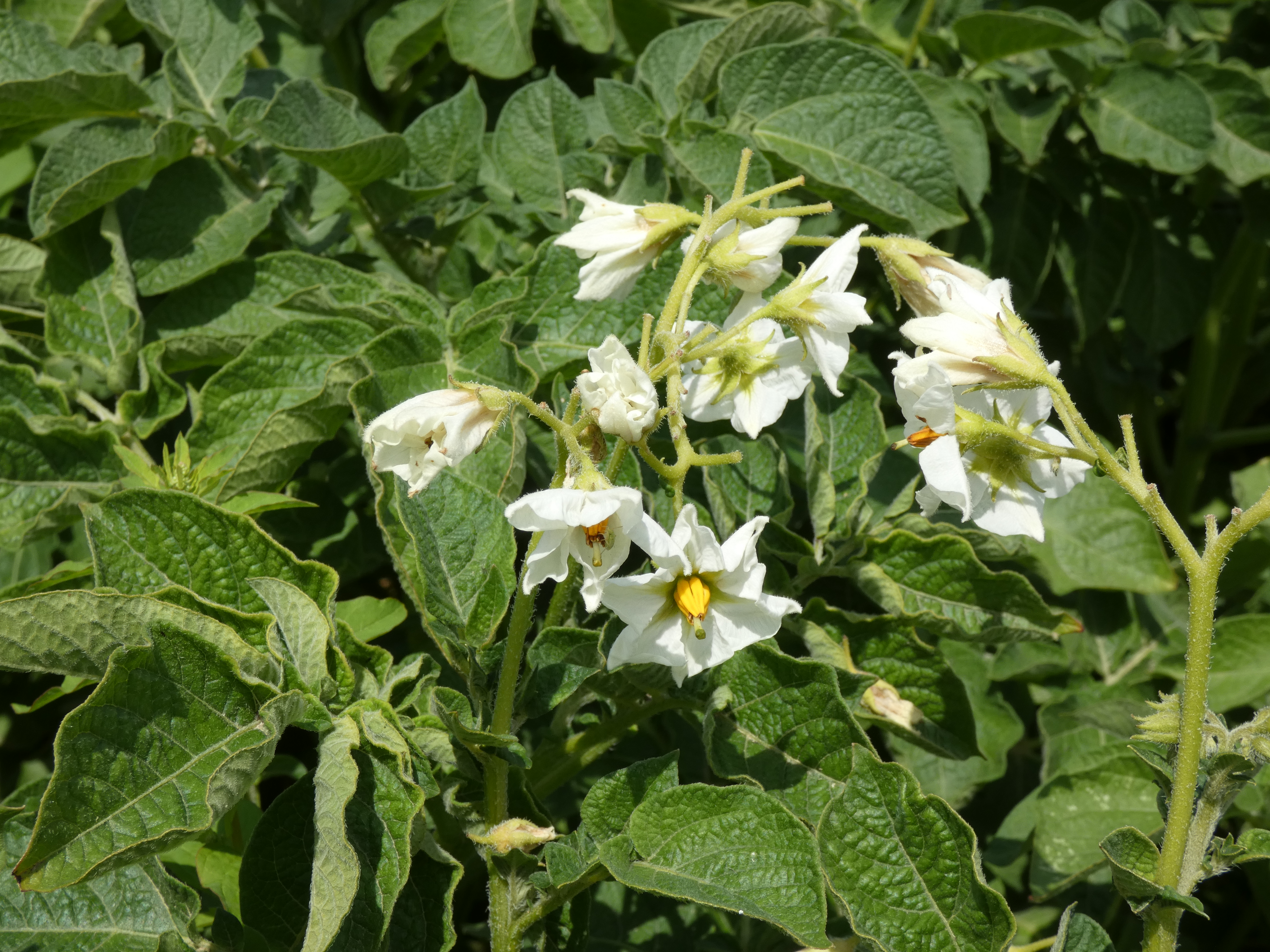 P1010765