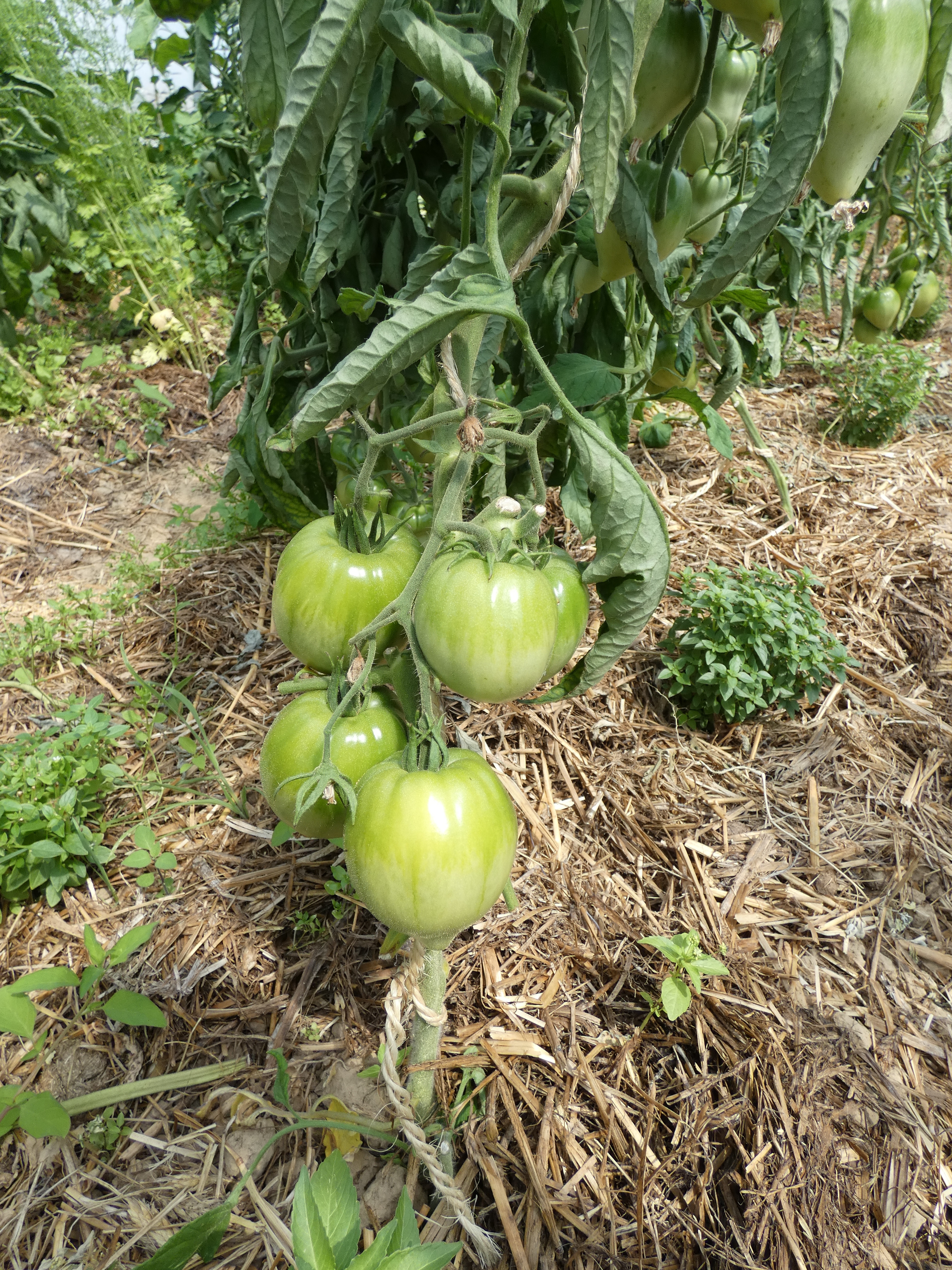 P1010838
