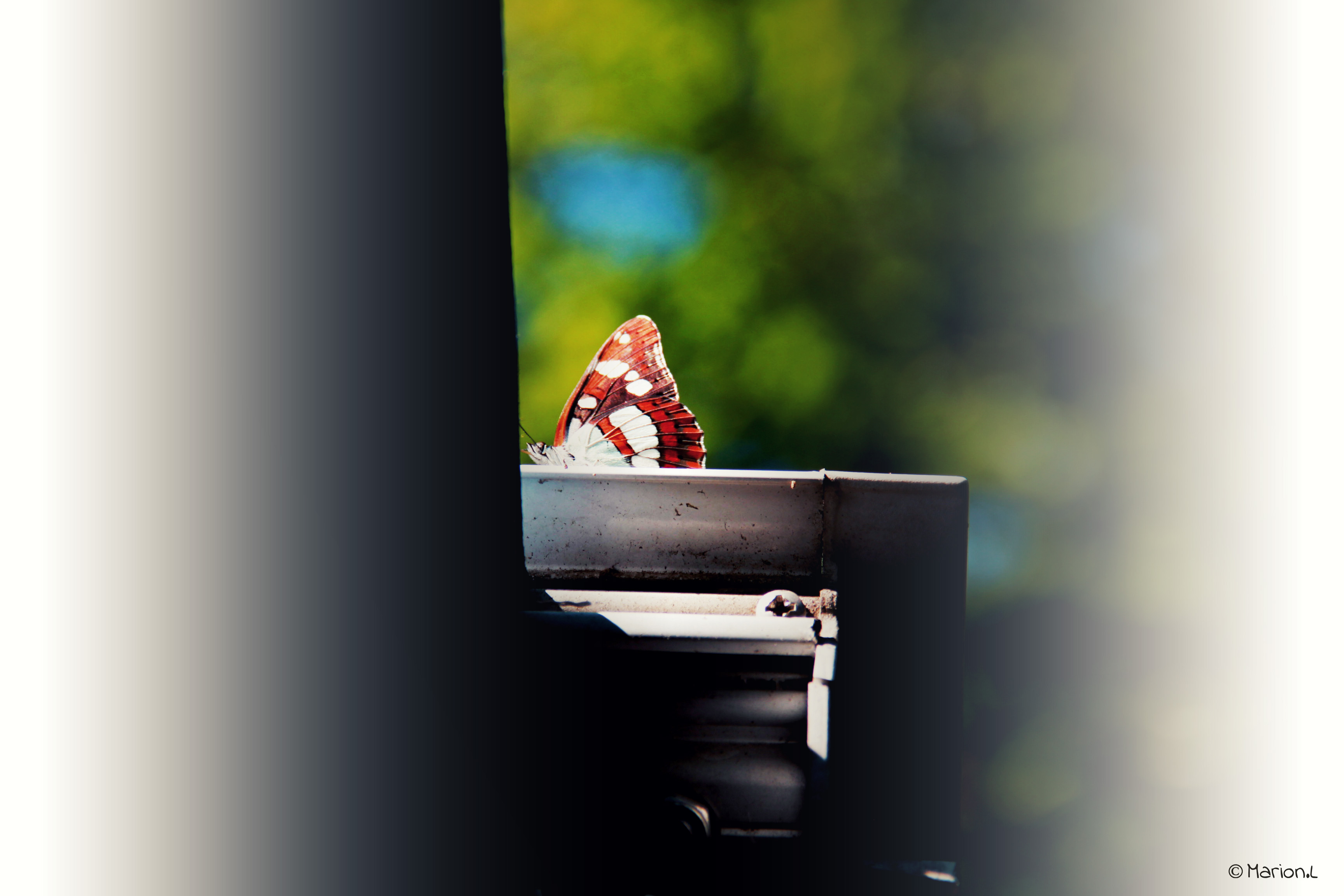 Le papillon bat de l'aile