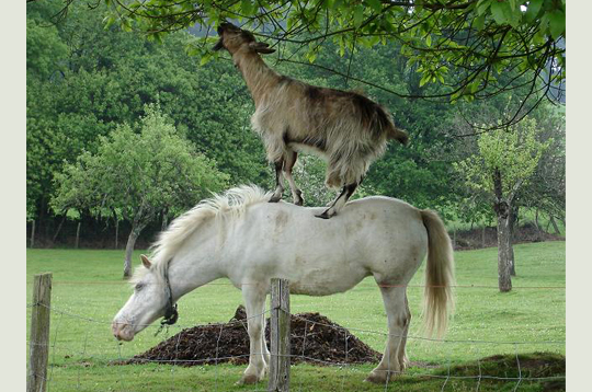 276945-les-animaux-passent-a-table