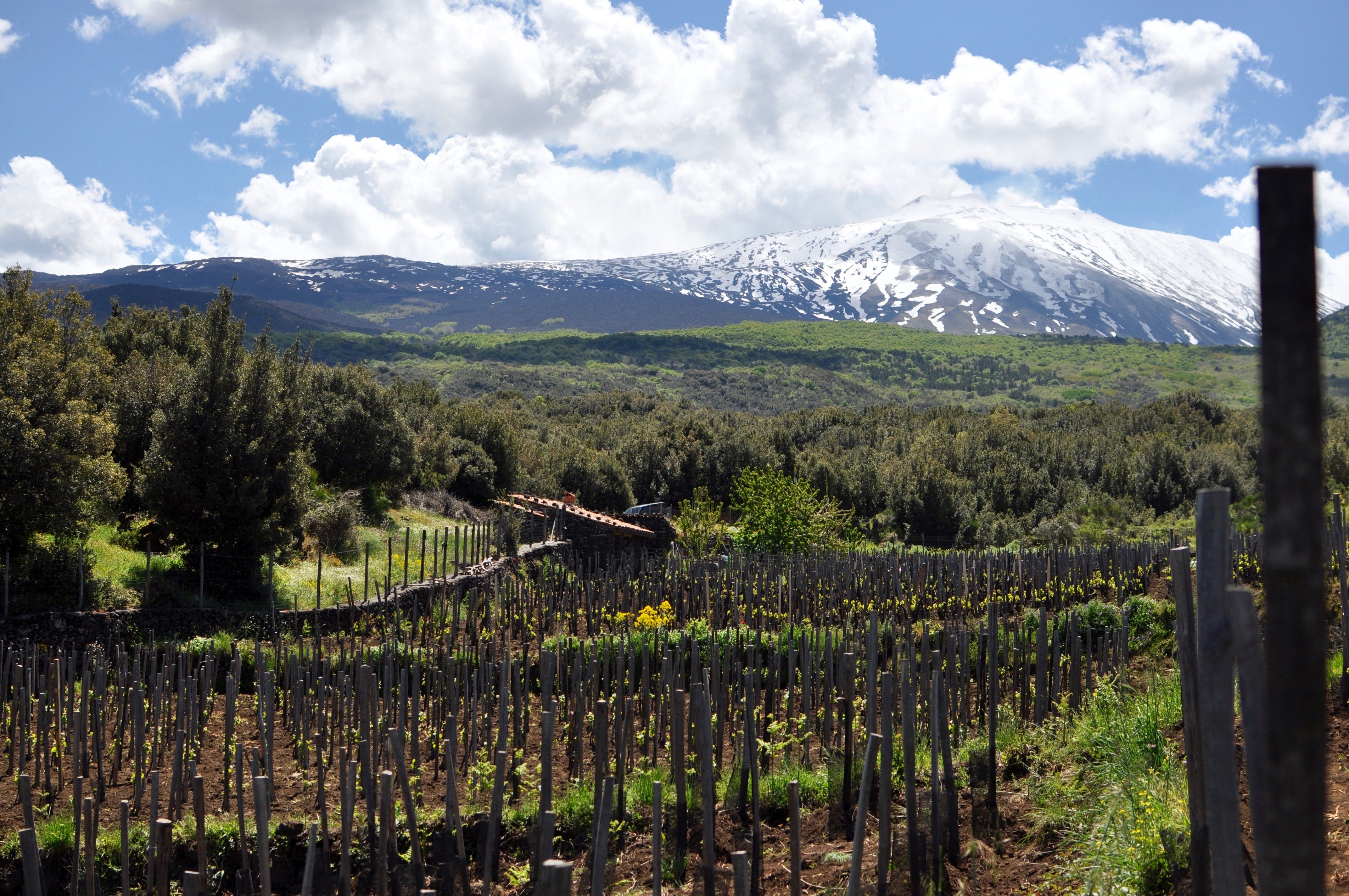 Vins-sicile