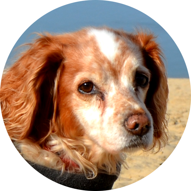 Praline de Happy Canin