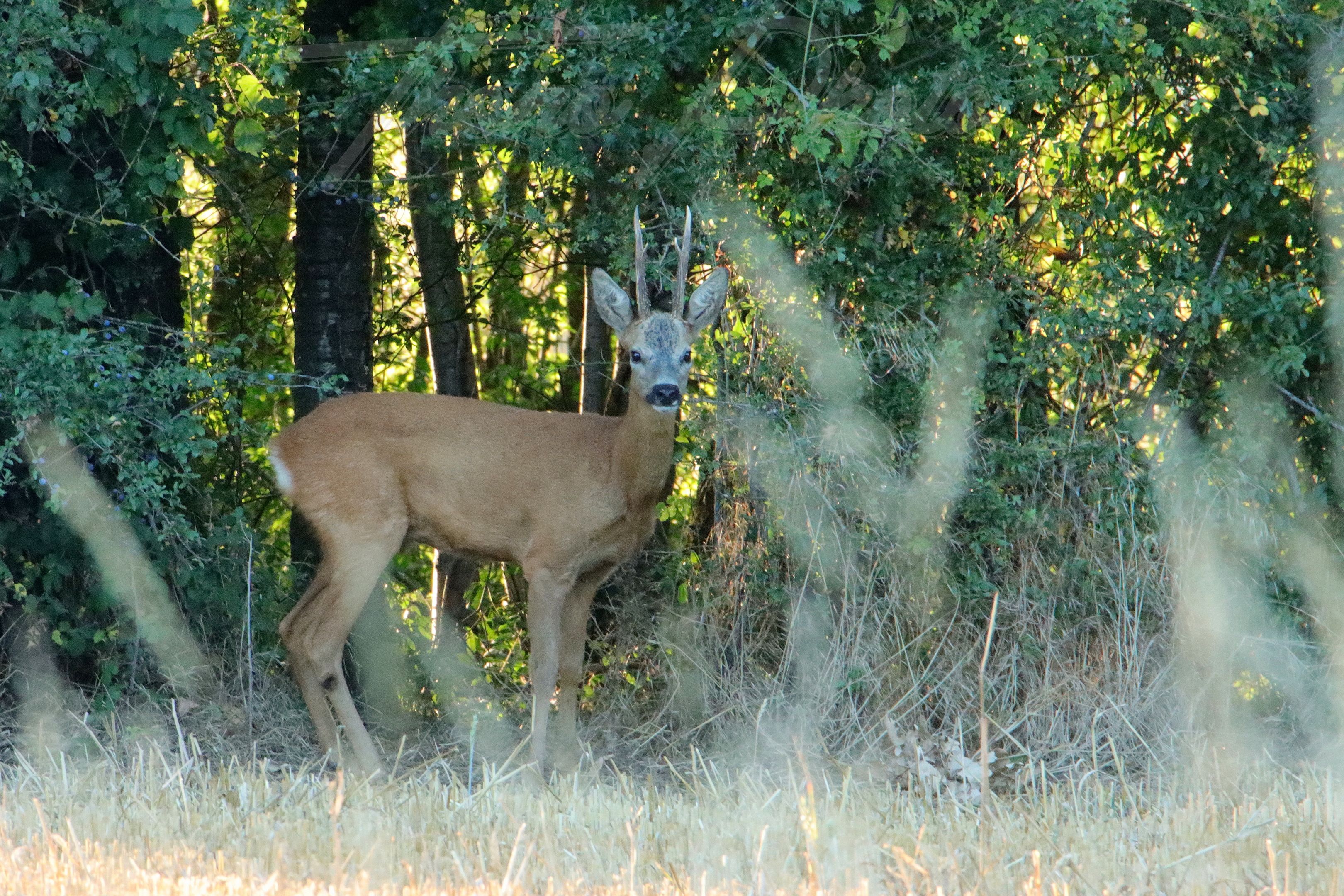 Chevreuil-Mauchamps-2022-07-24-3733F