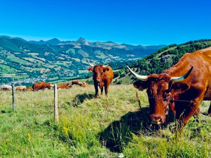 Vache puy griou