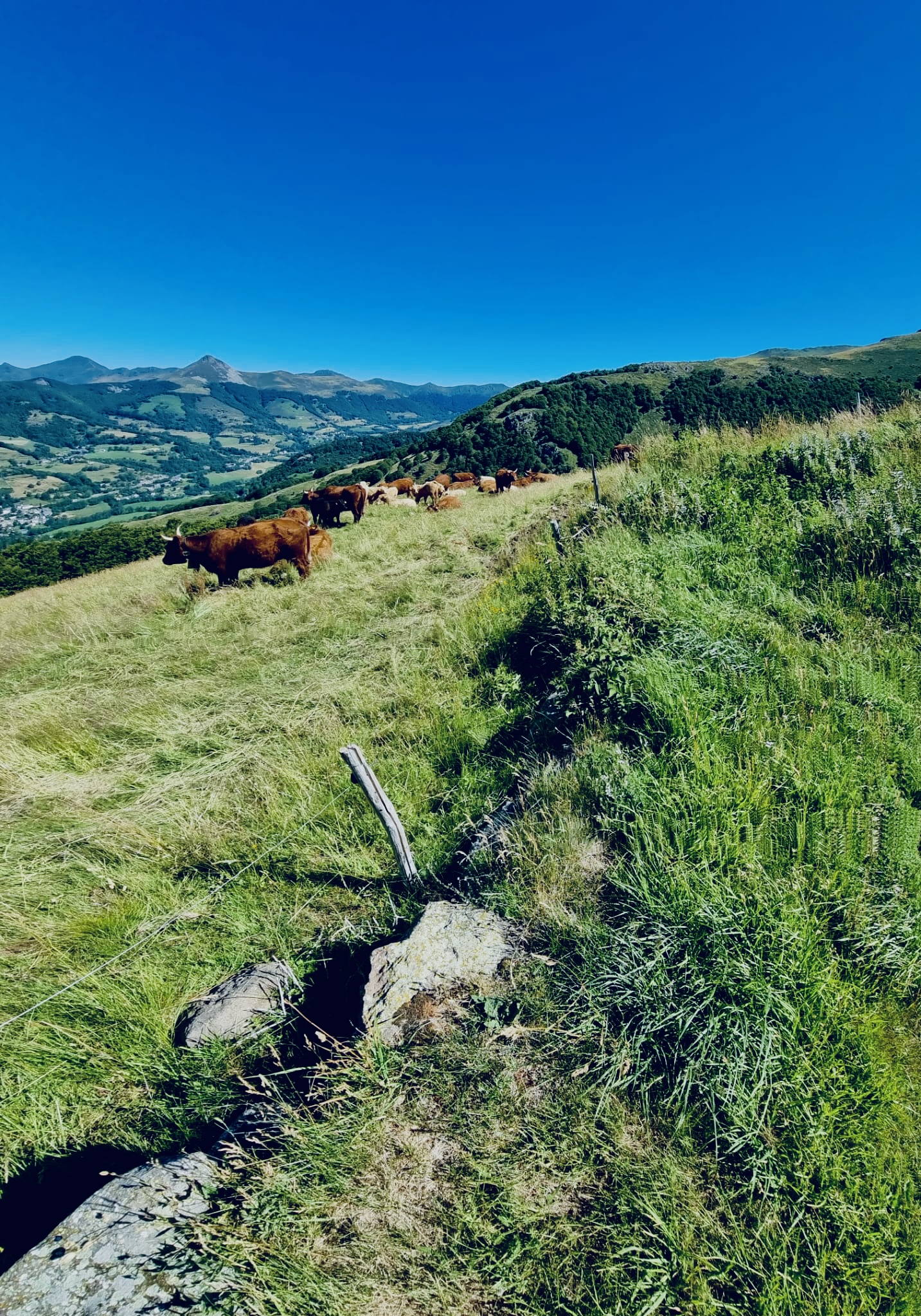 Vaches vue
