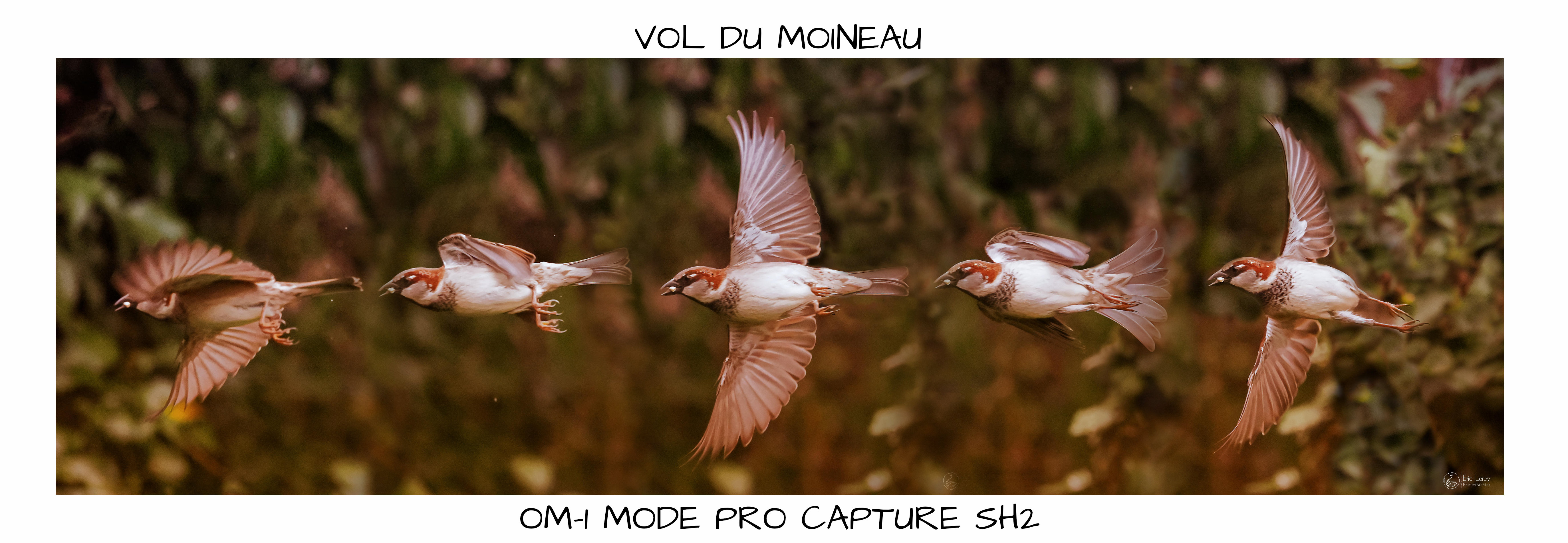 Vol-du-moineau-assemblage-en-vol