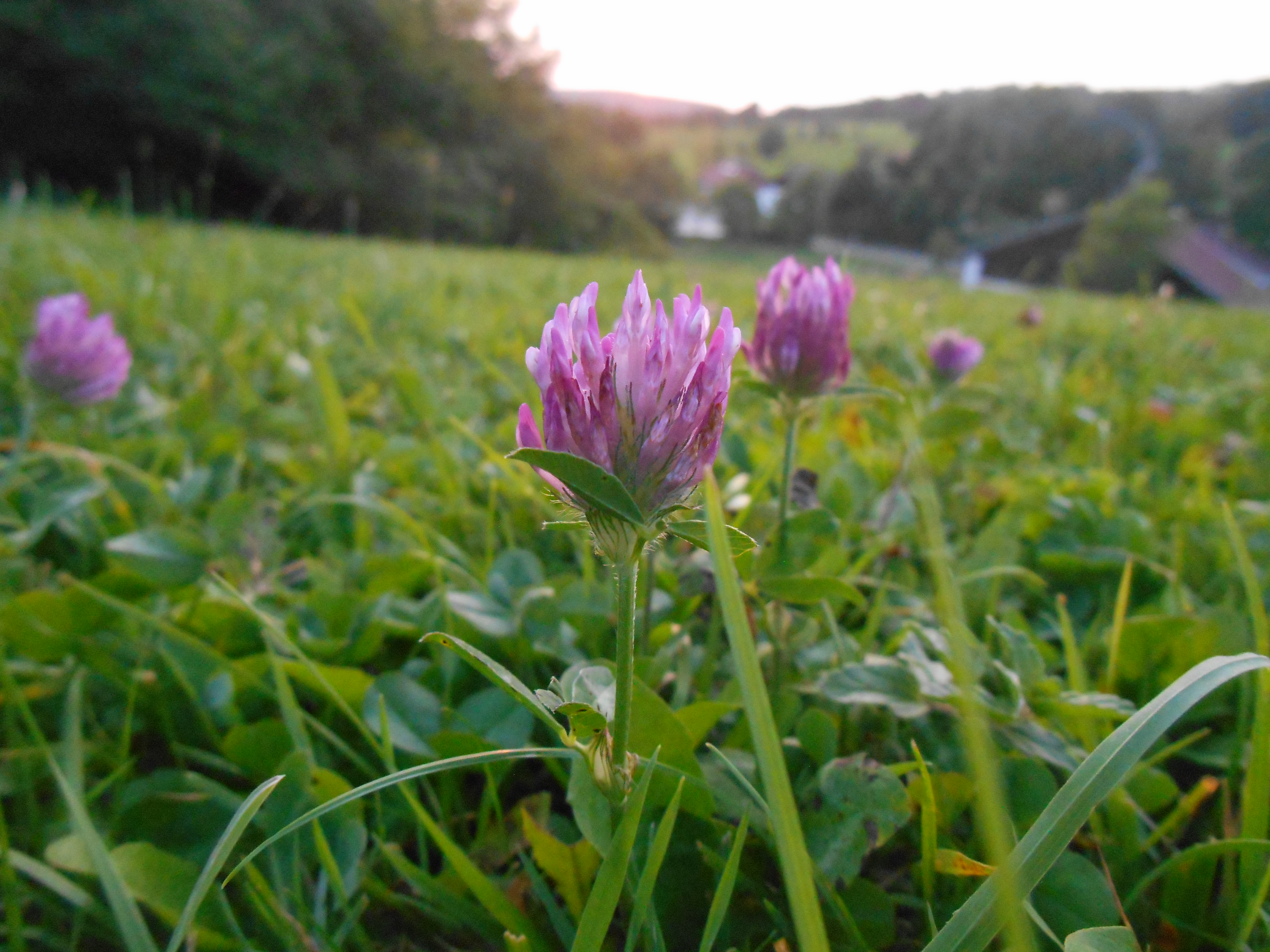 Fermefleur