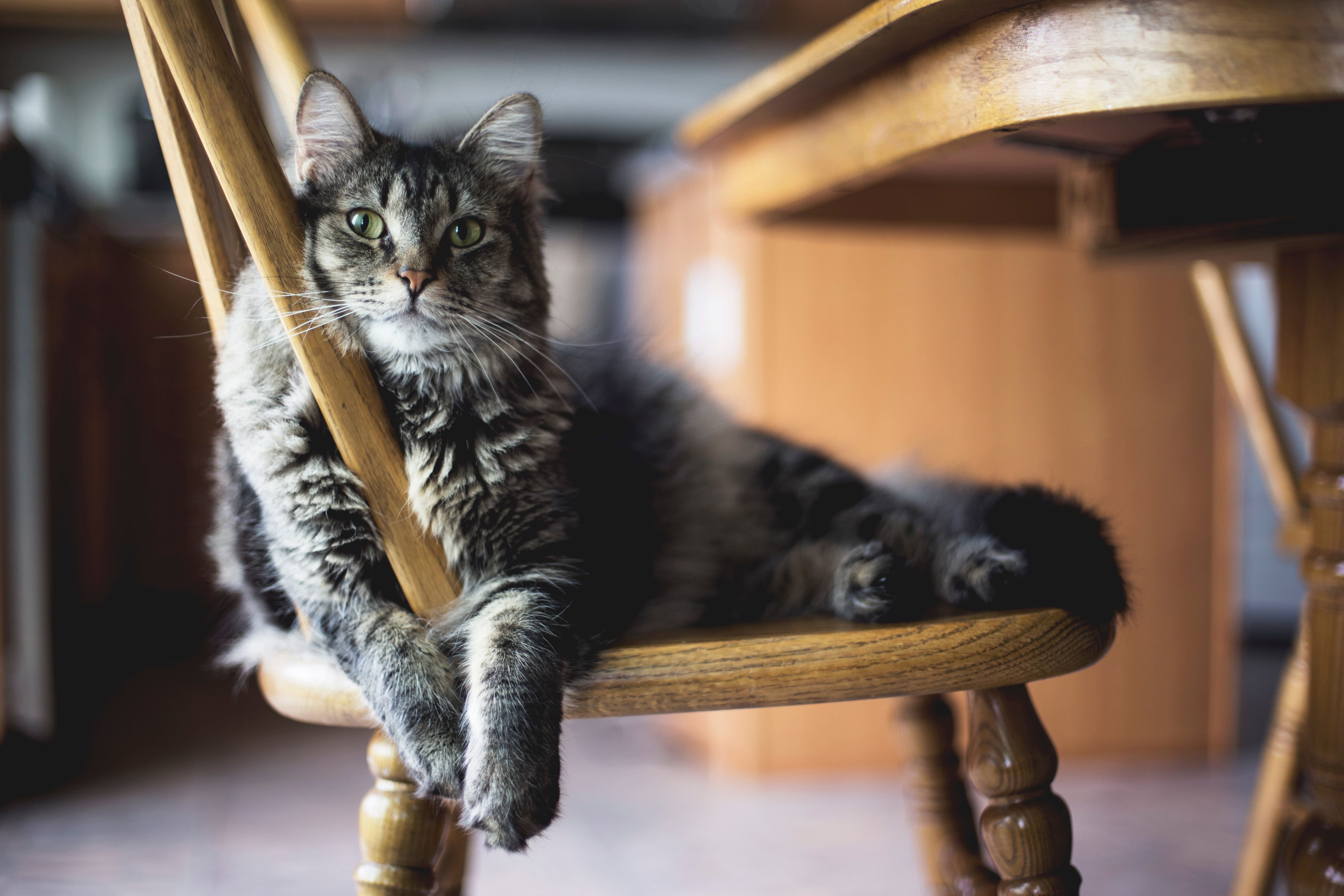 Selective-focus-closeup-shot-of-gray-furry-tabby-cat-sitting-on-wooden-chair