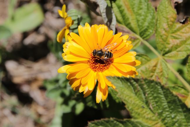 Calendula2