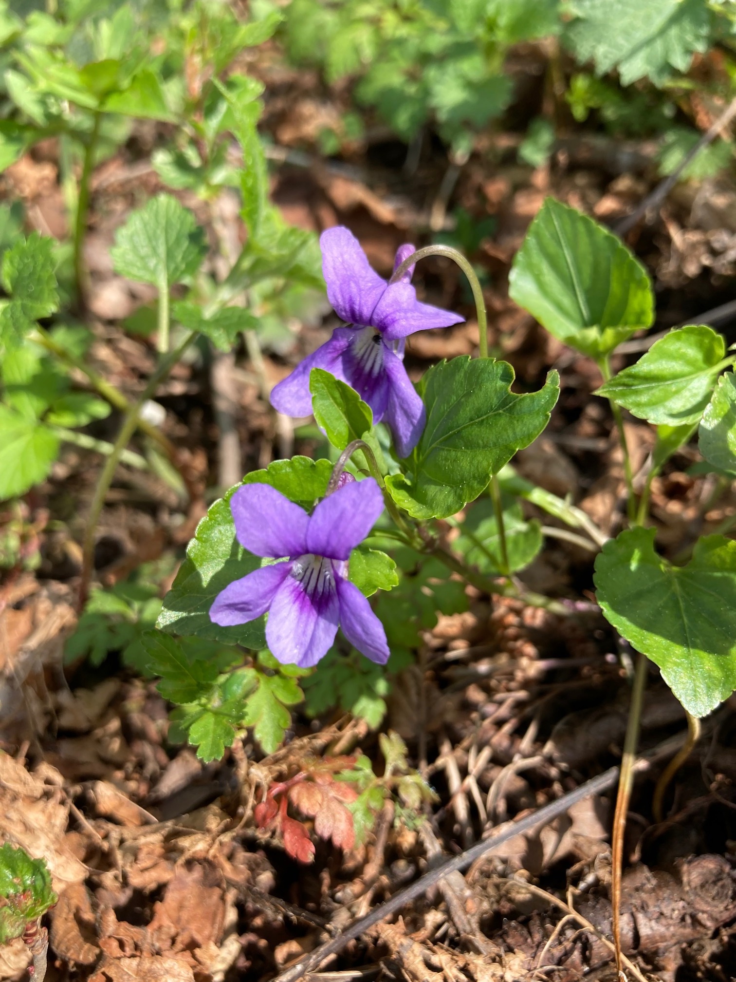 Fleur2