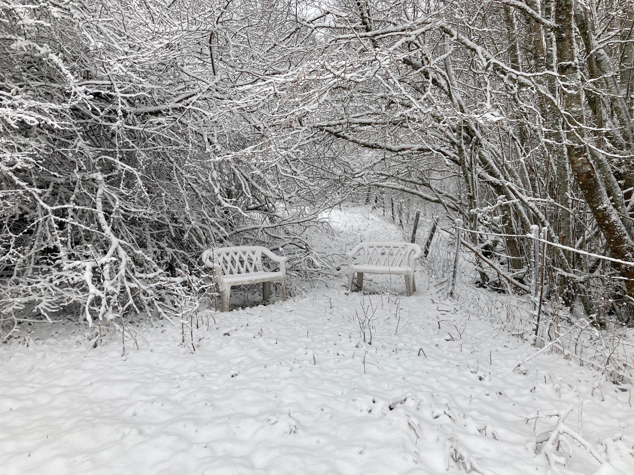 Neige1