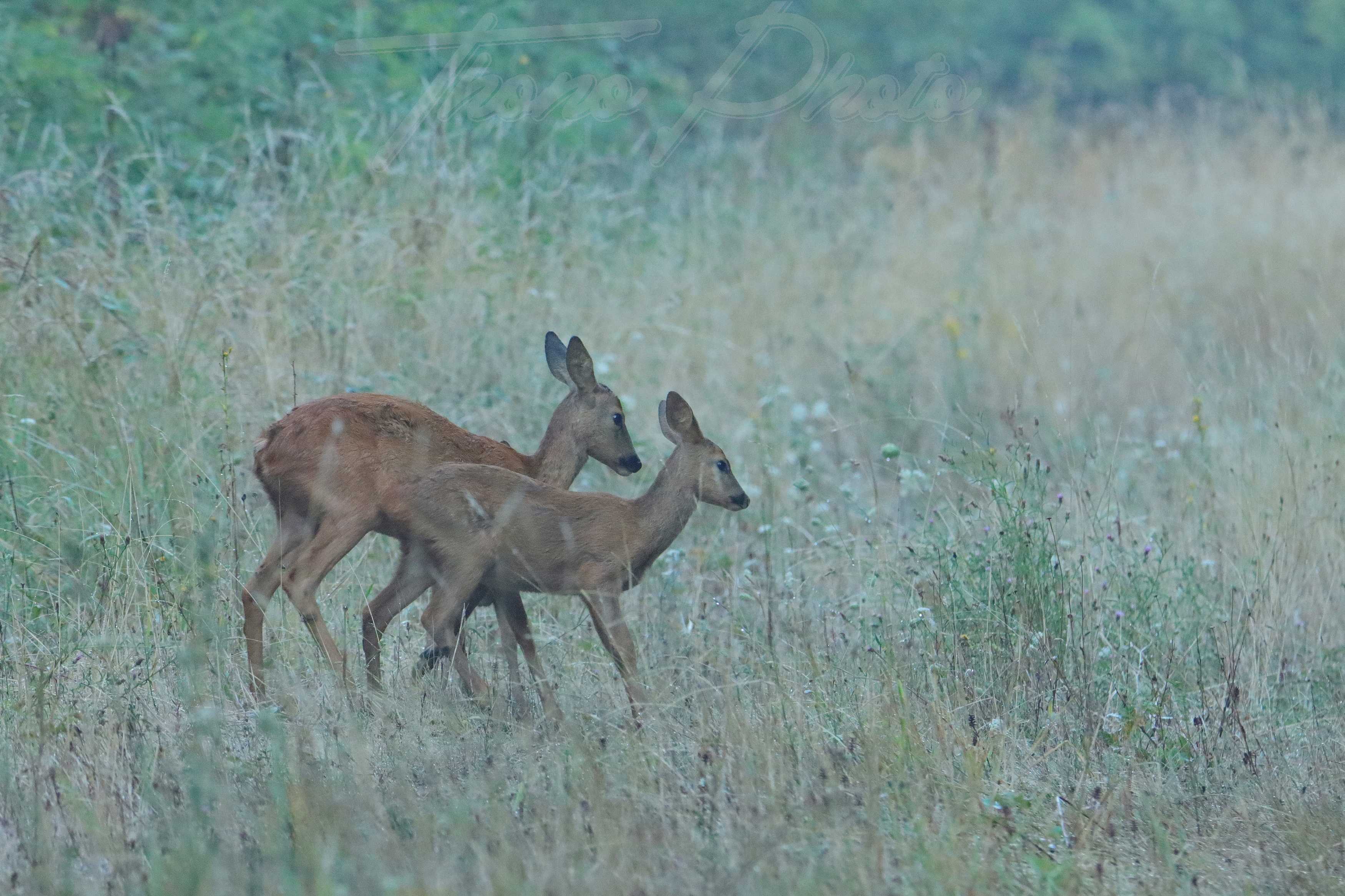 Chevreuil mauchamps 2022 08 15 3823f