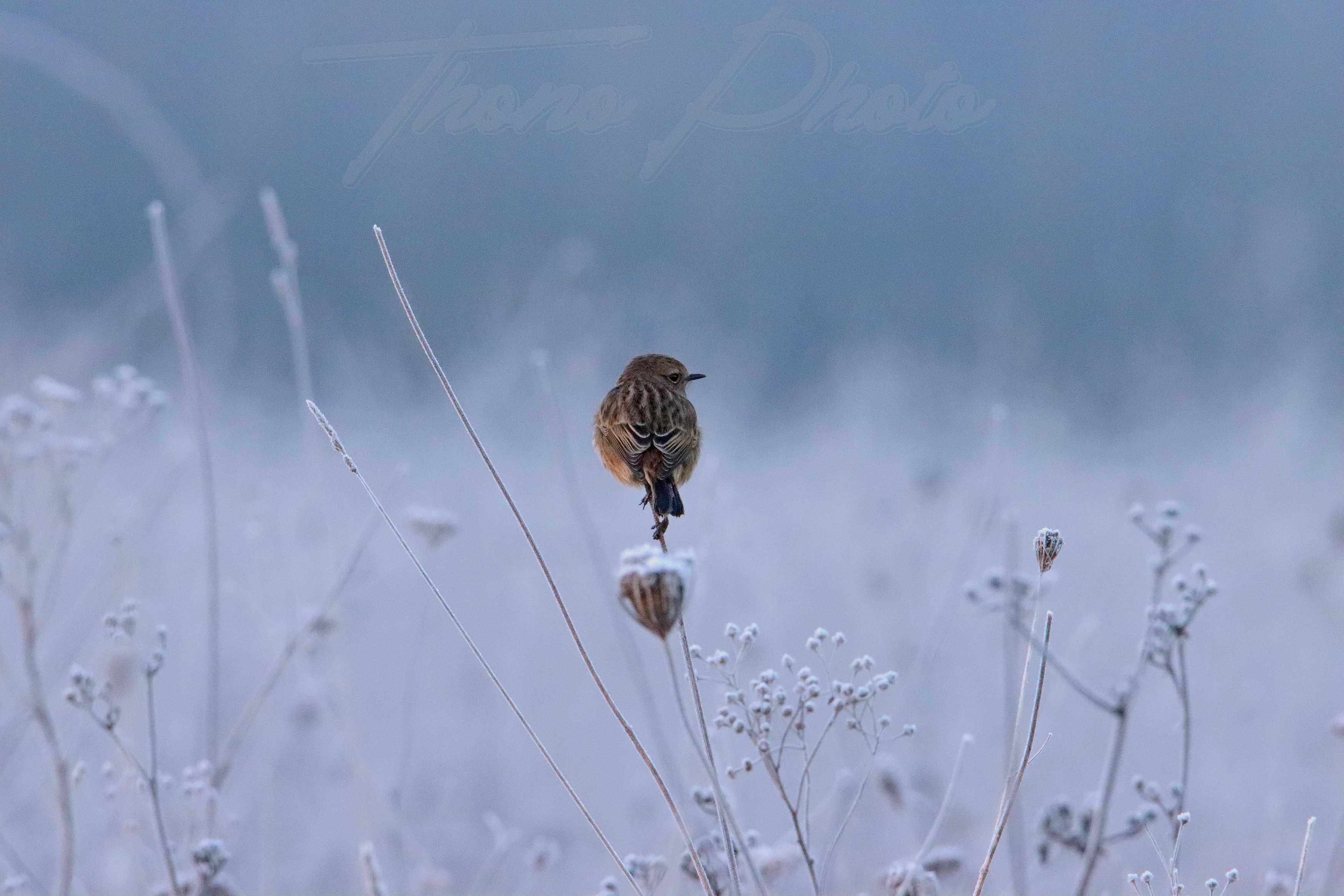 Tarier-patre-Mauchamps-2022-01-15-2-0861bF