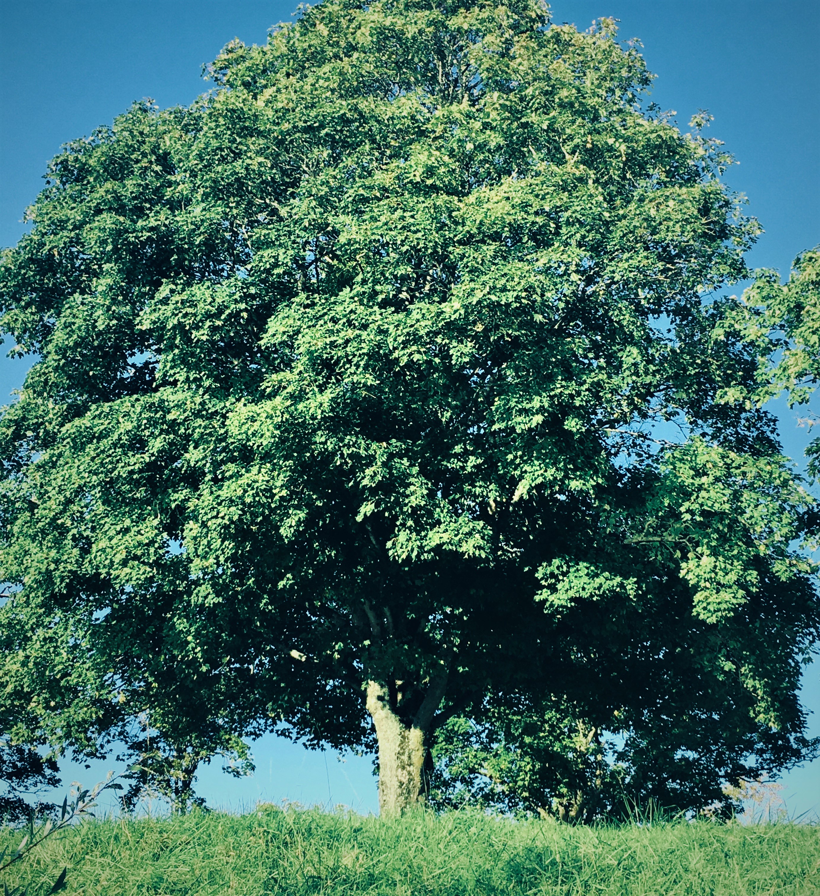 Arbre 2 