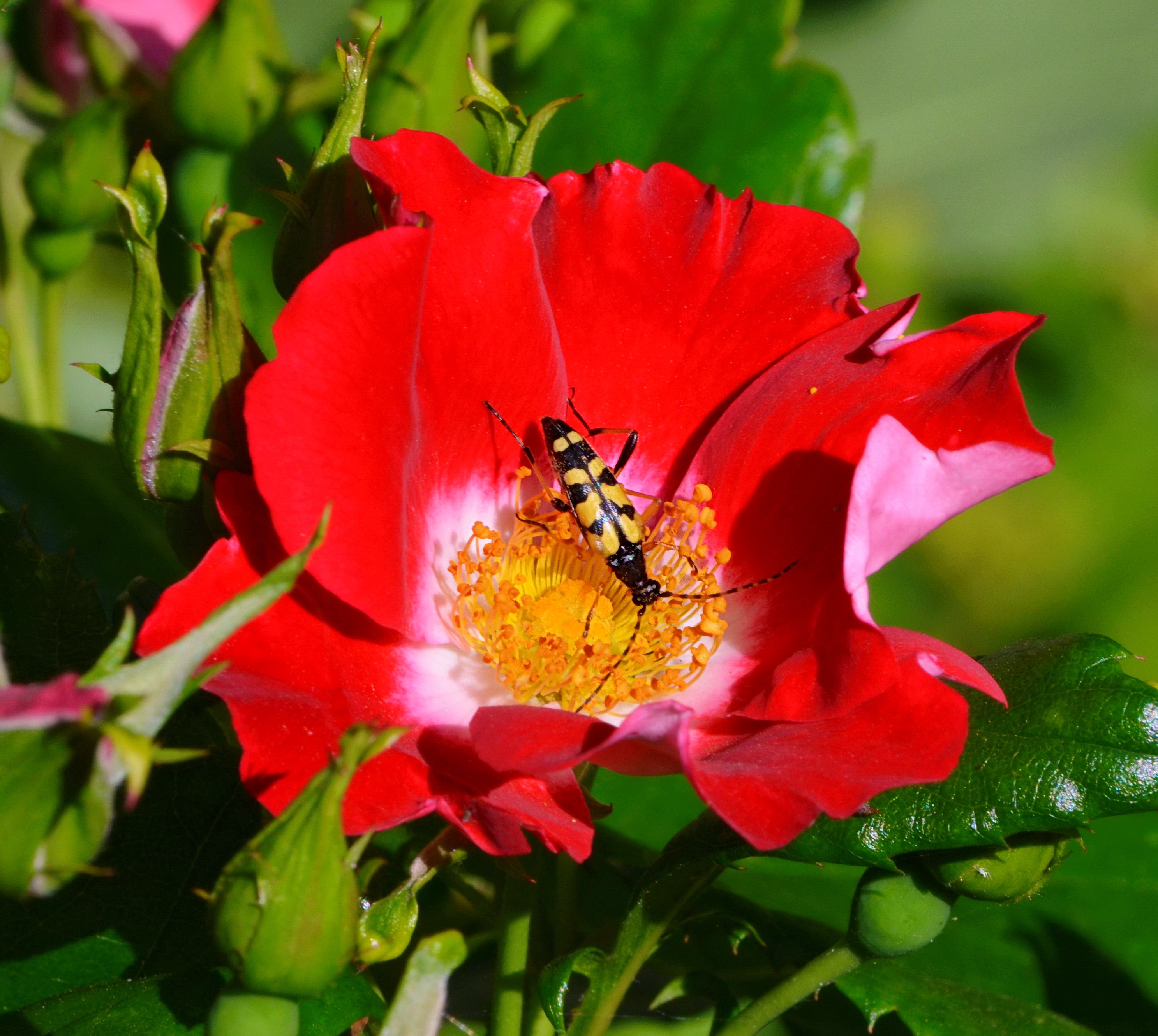 Insecte-sur-rose-1b