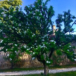 Beauté Sophistiquée et Ephémère : L'Arbre en Fleurs