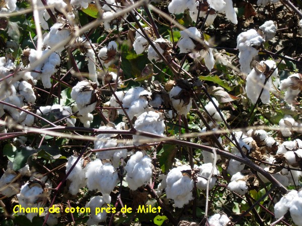 Photo007