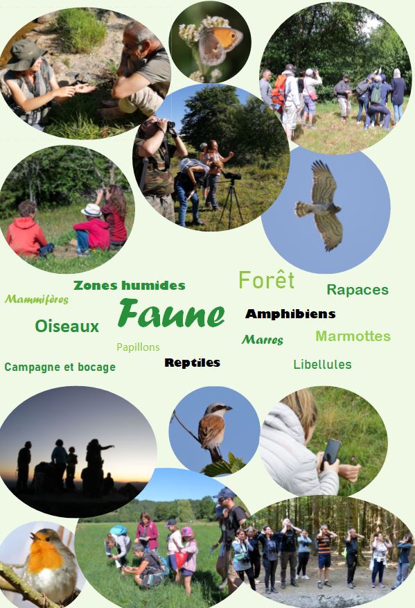 Faune