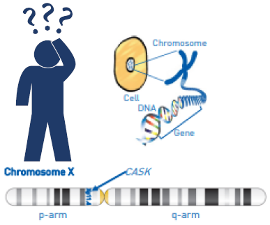 Chromosome