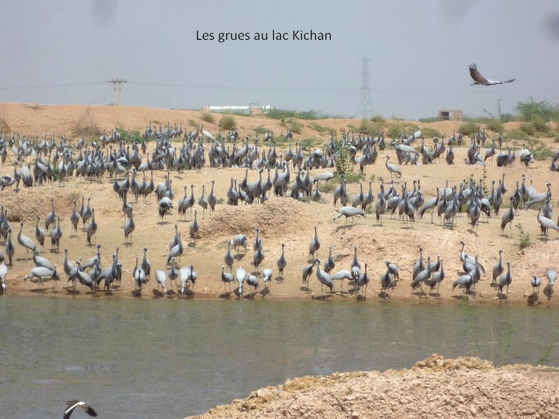 E2grues lac kichan 5 