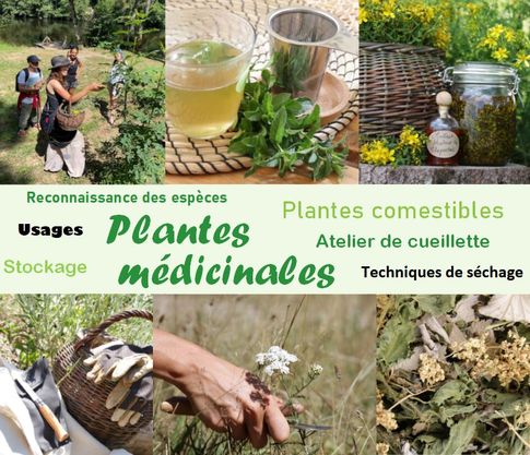 Plantes-medicinales