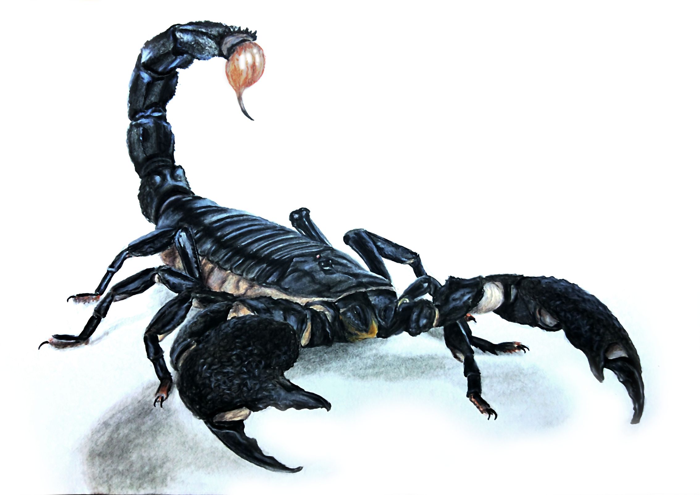 36 b scorpiondessin