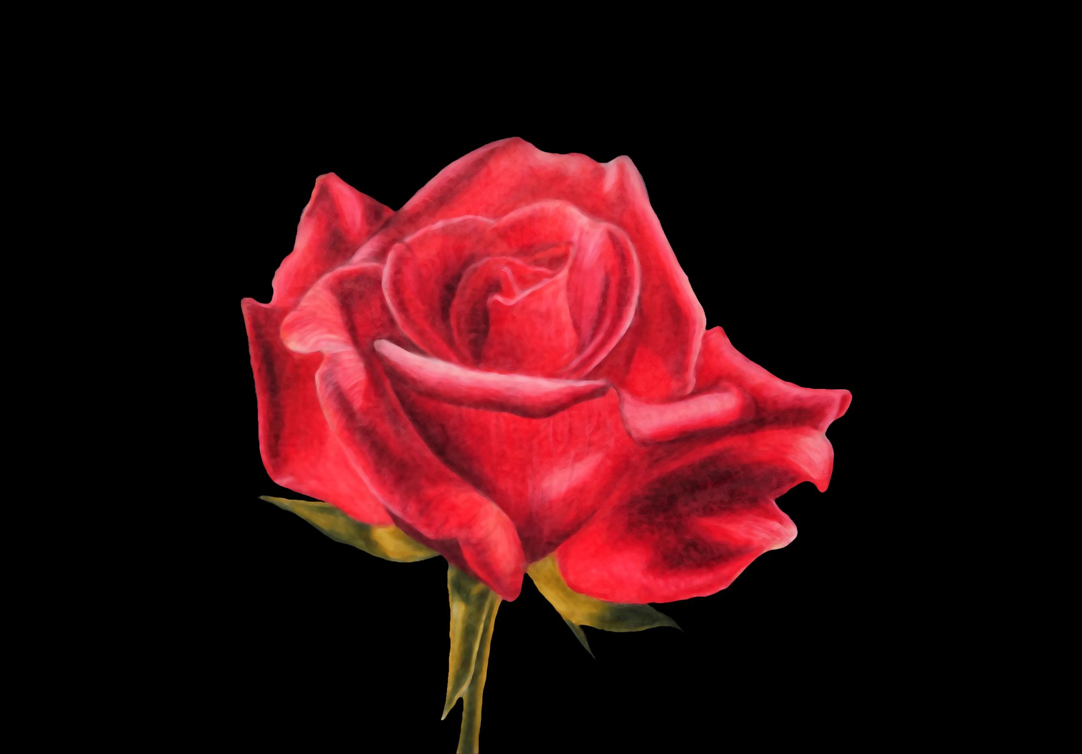 39 rosedessin