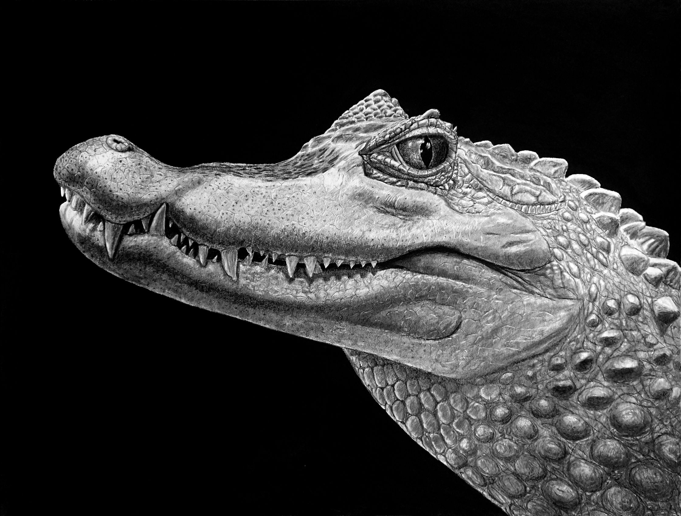 63 alligatordessin