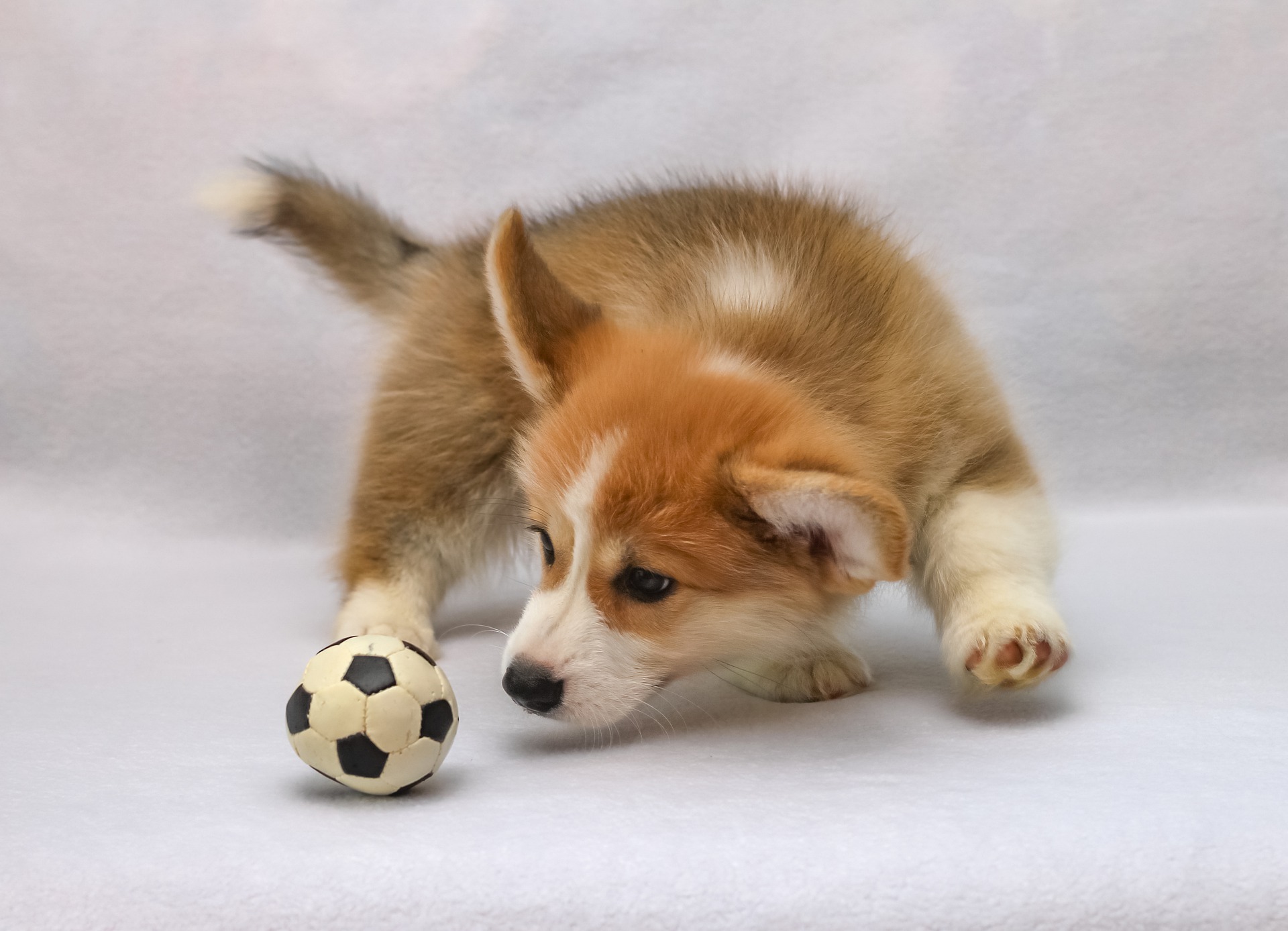 Welsh corgi pembroke g77372c9b3 1920