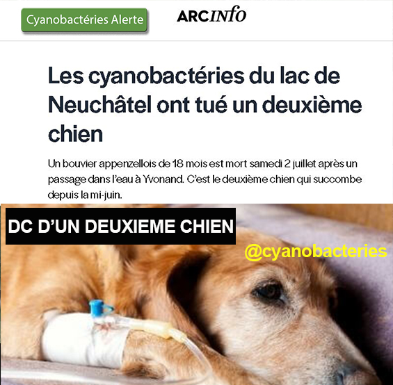 Suisse public 2 eme chien 12 07 2022