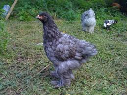 Brahma bleu