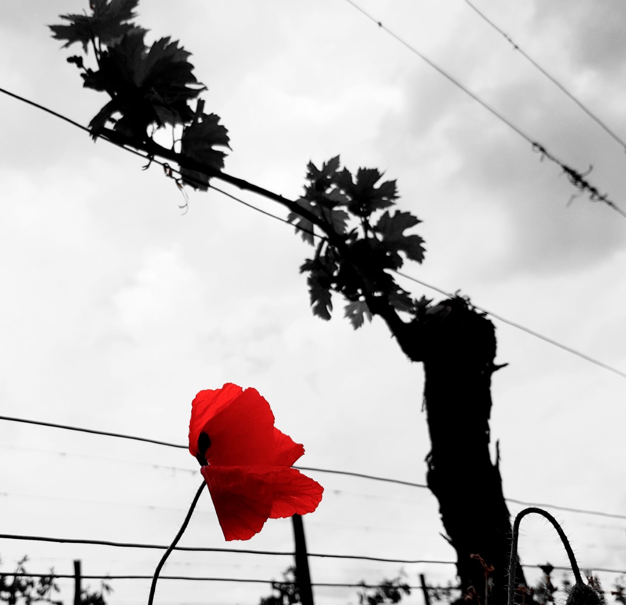 Coquelicot