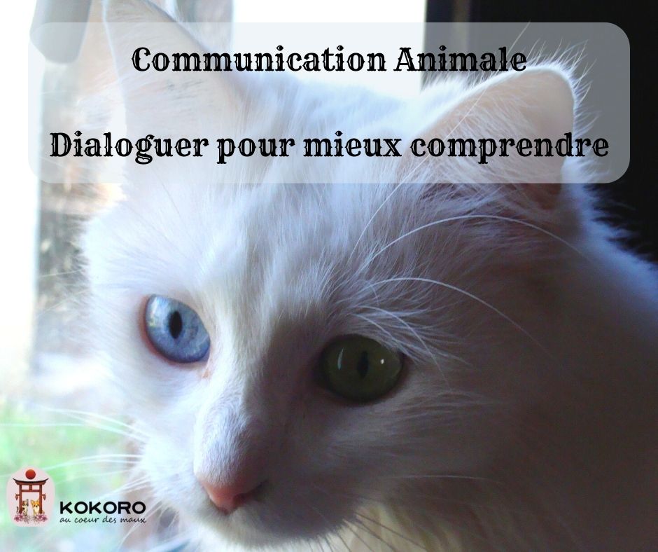 Communication-Animale-Dialoguer-pour-mieux-comprendre-5-