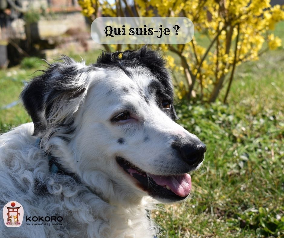 Qui-suis-je-1