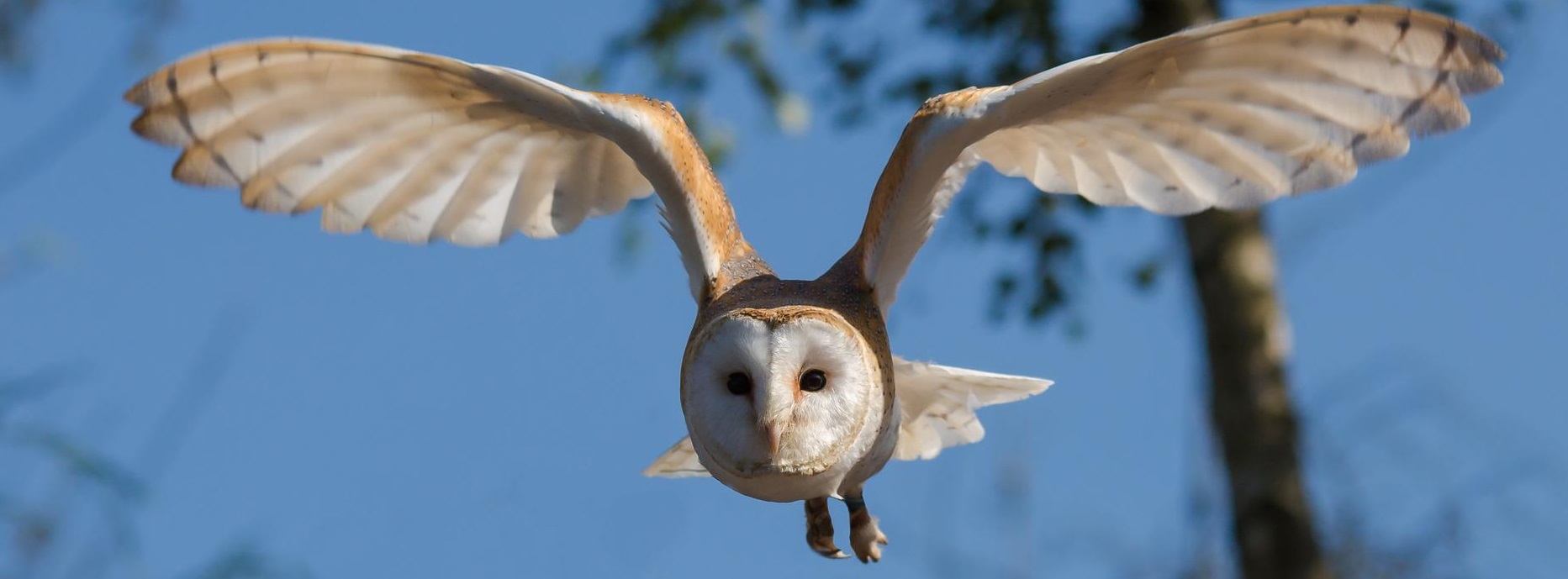 Barn-owl-g6edf61f15 1920-Copie