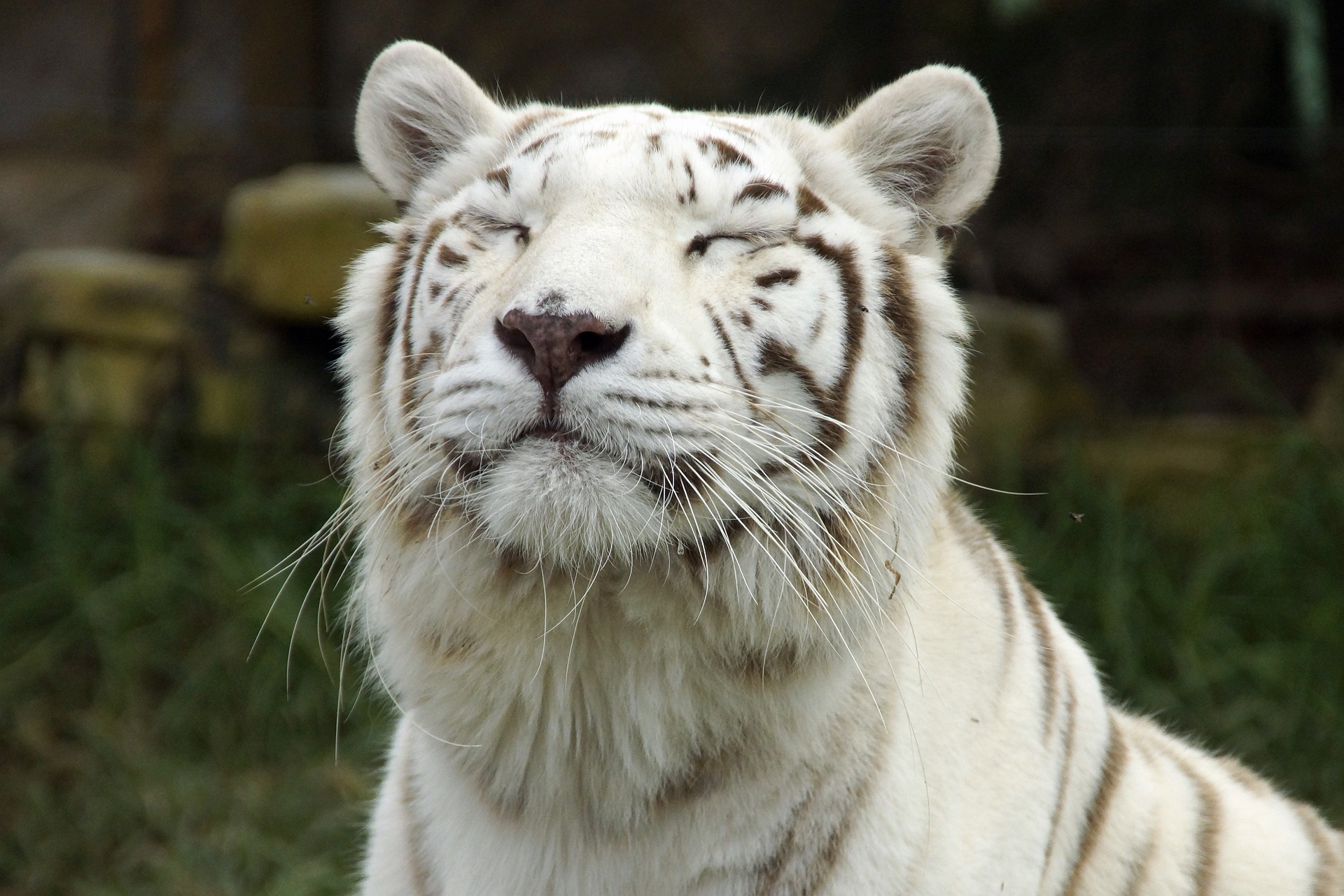 Tiger-6535476 1920