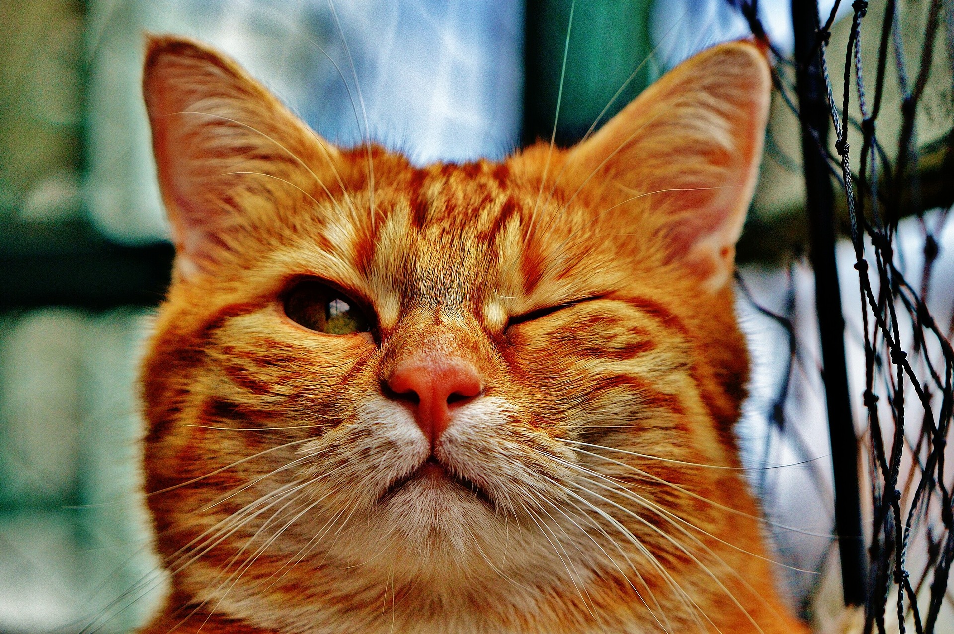 Cat-1333926 1920