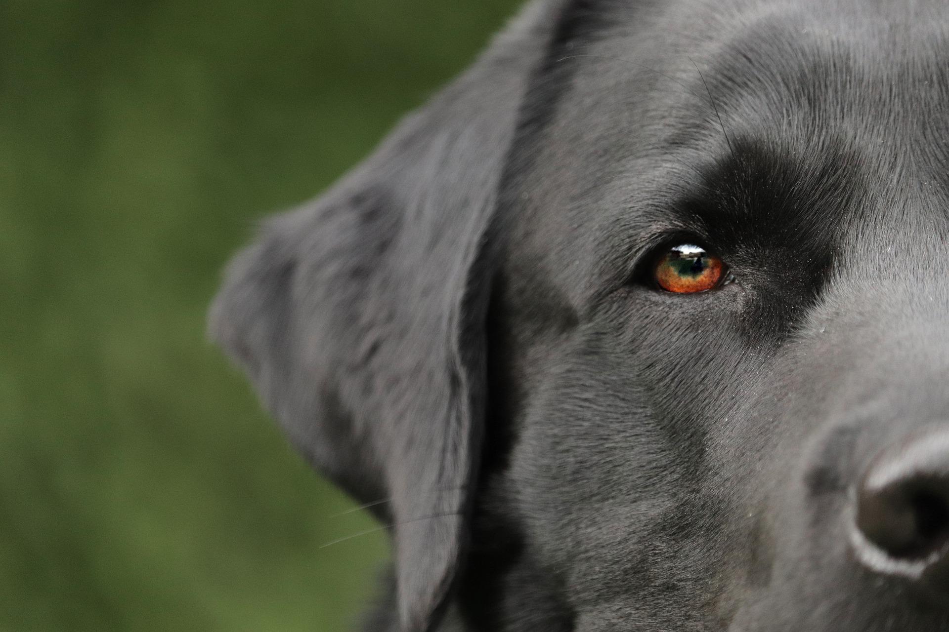 Dog-4765784 1920